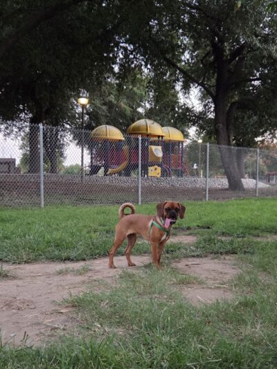 Sierra Bicentennial Dog Park - Clovis, CA