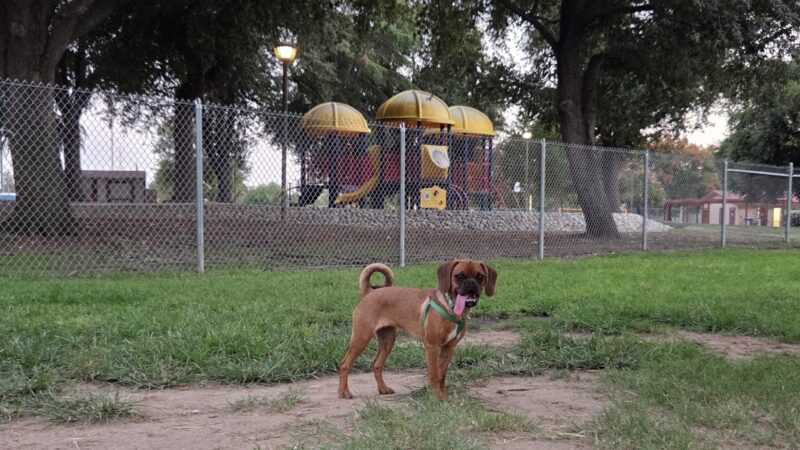 Sierra Bicentennial Dog Park - Clovis, CA