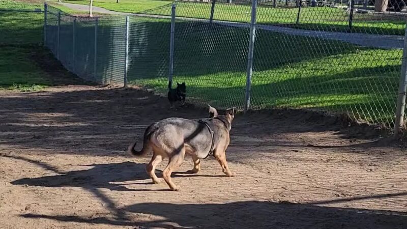 Sierra Bicentennial Dog Park - Clovis, CA