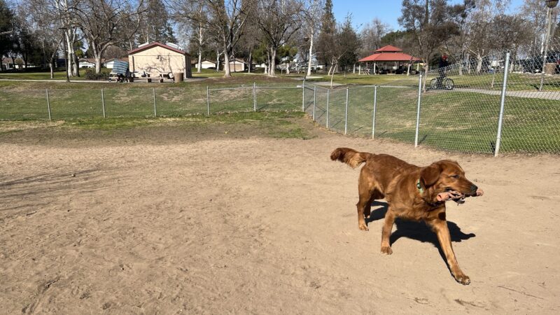 Sierra Bicentennial Dog Park - Clovis, CA