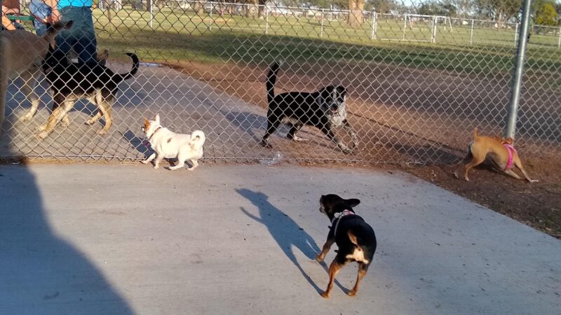Hillcrest Dog Park - Clovis, NM