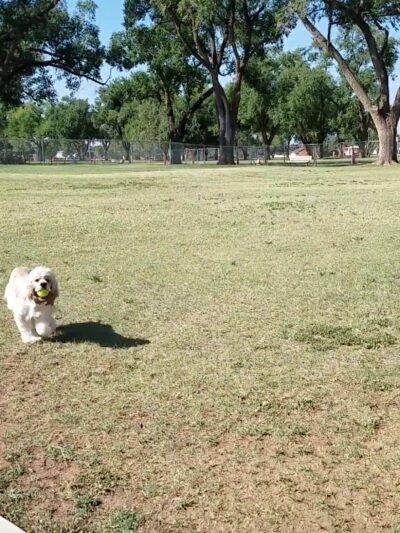 Hillcrest Dog Park - Clovis, NM