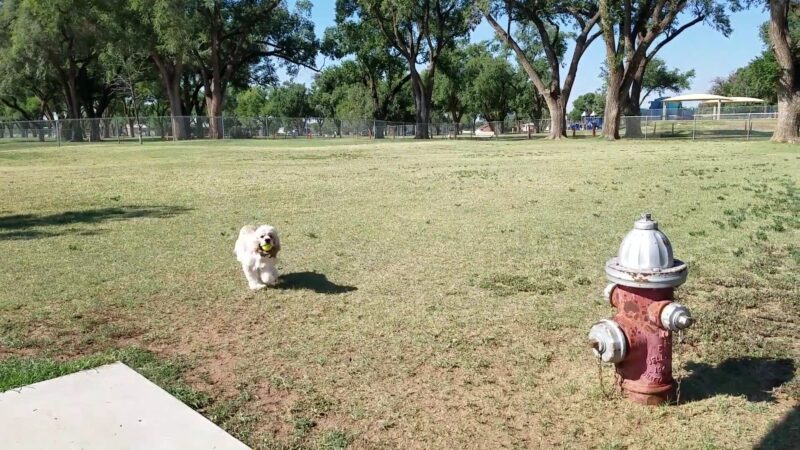 Hillcrest Dog Park - Clovis, NM