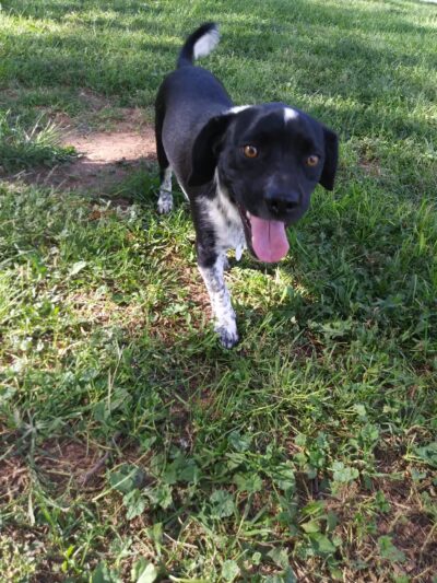 Hillcrest Dog Park - Clovis, NM