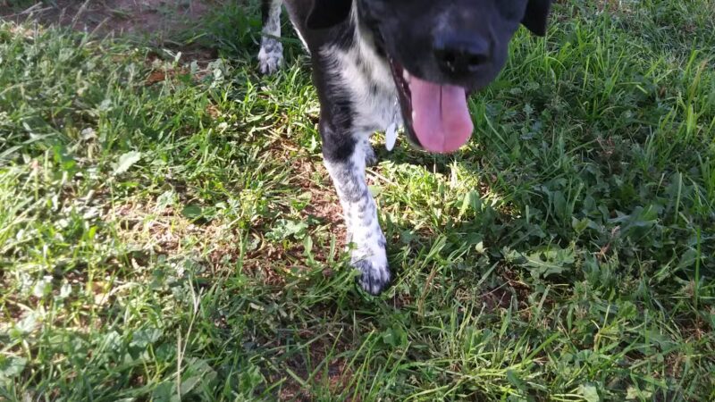 Hillcrest Dog Park - Clovis, NM