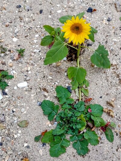 River's Edge Park - Clyde, NC