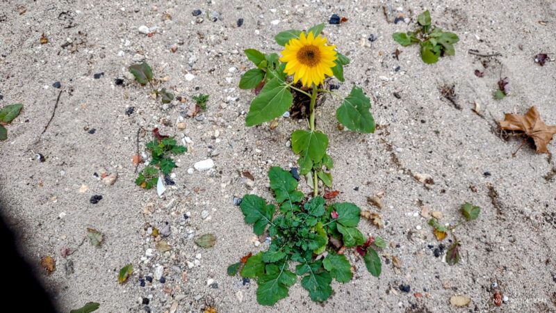 River's Edge Park - Clyde, NC