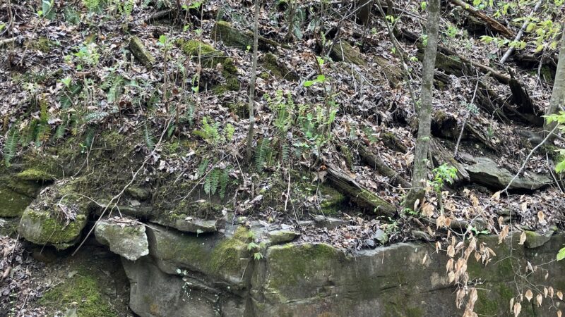 Five Mile Creek Greenway Trail System Parking Area (Shady Grove) - Coalburg, AL