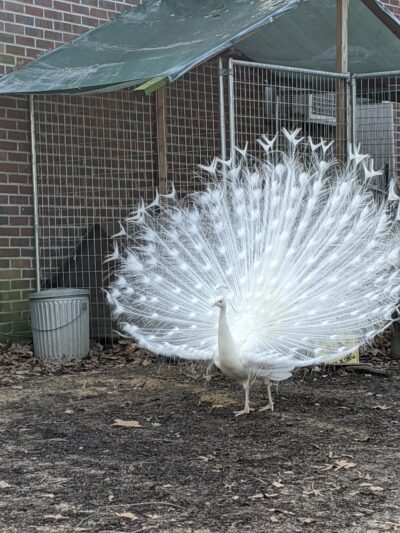 Animal Ed.ventures Sanctuary: Earth-Speak Park - Coats, NC