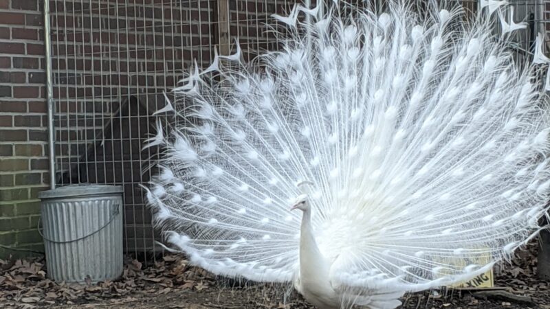 Animal Ed.ventures Sanctuary: Earth-Speak Park - Coats, NC