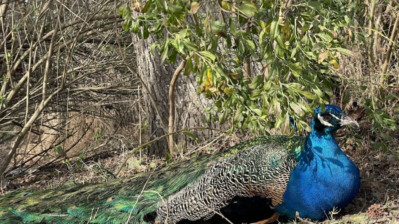 Animal Ed.ventures Sanctuary: Earth-Speak Park - Coats, NC