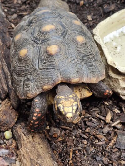 Animal Ed.ventures Sanctuary: Earth-Speak Park - Coats, NC