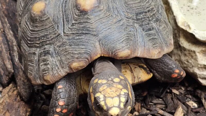 Animal Ed.ventures Sanctuary: Earth-Speak Park - Coats, NC