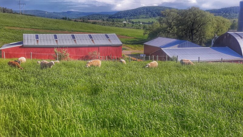 Empty Pockets Ranch LLC - Cobleskill, NY