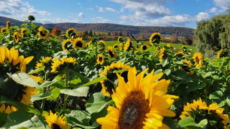 Empty Pockets Ranch LLC - Cobleskill, NY