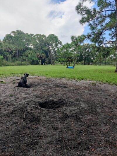 Fay Lake Wilderness Park off leash Dog Park - Cocoa, FL