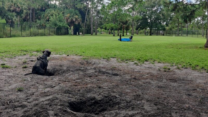 Fay Lake Wilderness Park off leash Dog Park - Cocoa, FL