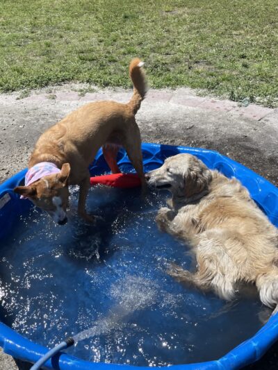 Fay Lake Wilderness Park off leash Dog Park - Cocoa, FL