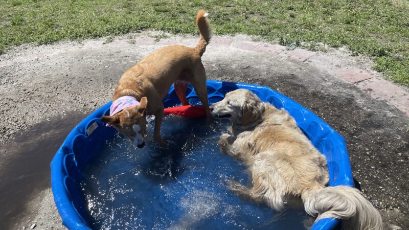 Fay Lake Wilderness Park off leash Dog Park - Cocoa, FL