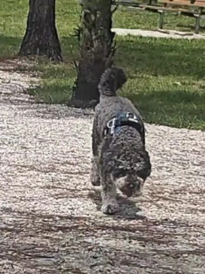 Fay Lake Wilderness Park off leash Dog Park - Cocoa, FL