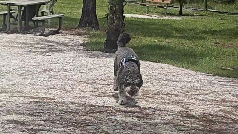 Fay Lake Wilderness Park off leash Dog Park - Cocoa, FL