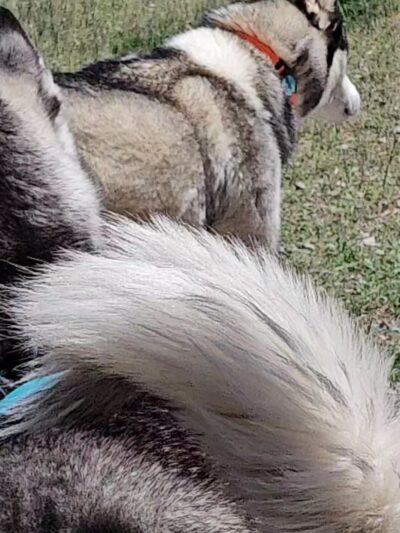 Beck Lake Dog Park - Cody, WY