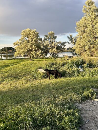 Beck Lake Dog Park - Cody, WY