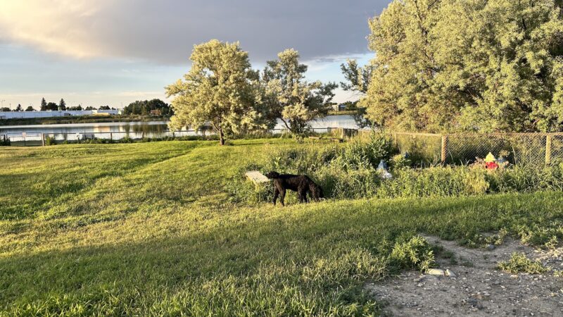 Beck Lake Dog Park - Cody, WY