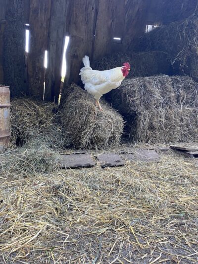 Magic Forest Farm - Coeymans Hollow, NY
