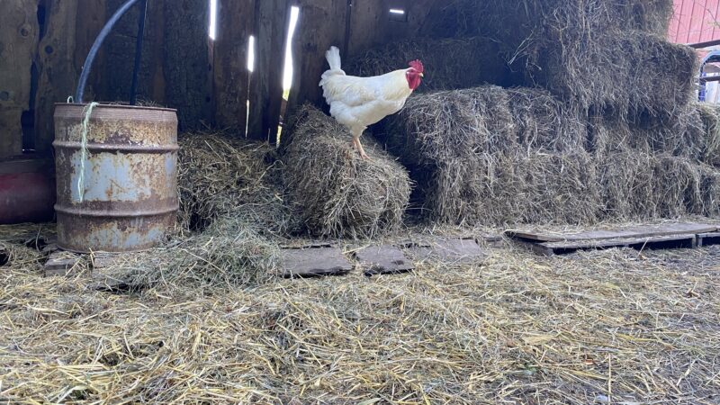 Magic Forest Farm - Coeymans Hollow, NY