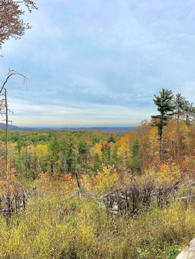 Magic Forest Farm - Coeymans Hollow, NY