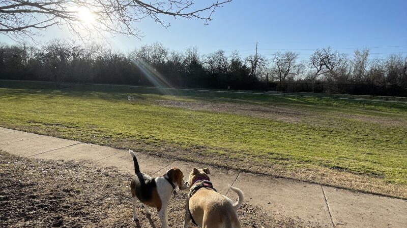 Steeplechase Dog Park - College Station, TX