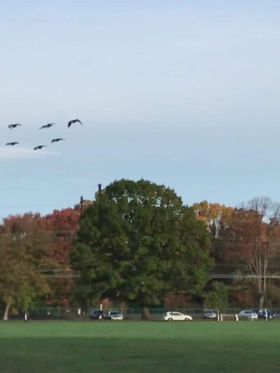 Merrill Park - Colonia, NJ