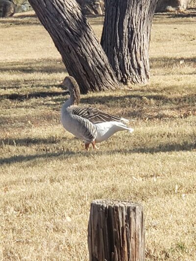 Ruddick Park - Colorado City, TX