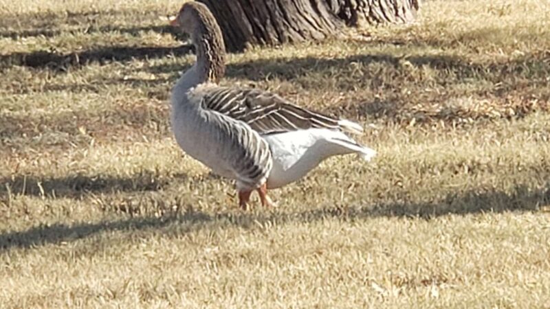 Ruddick Park - Colorado City, TX