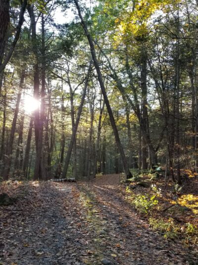 Catamount State Forest - Colrain, MA