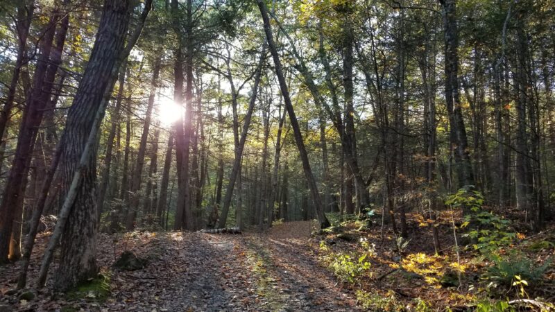 Catamount State Forest - Colrain, MA