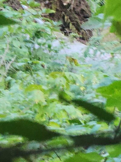 H.O. Cook State Forest - Colrain, MA