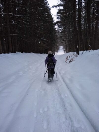 H.O. Cook State Forest - Colrain, MA