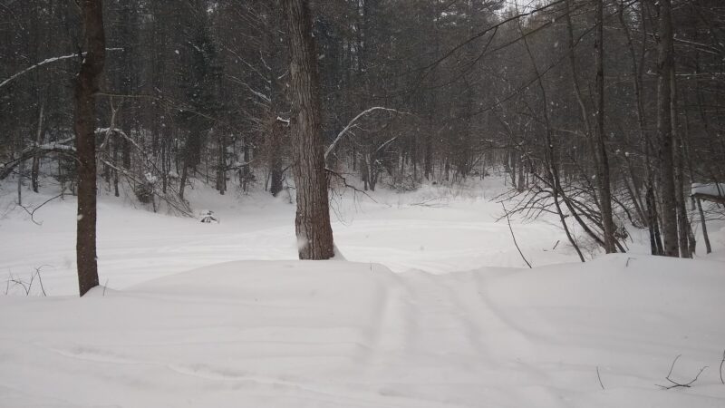 H.O. Cook State Forest - Colrain, MA