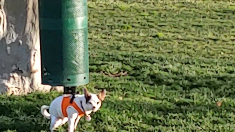 Colton K9 Memorial Dog Park - Colton, CA