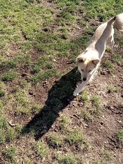 Colton K9 Memorial Dog Park - Colton, CA