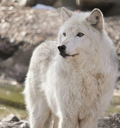 Lakota Wolf Preserve - Columbia, NJ
