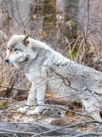 Lakota Wolf Preserve - Columbia, NJ