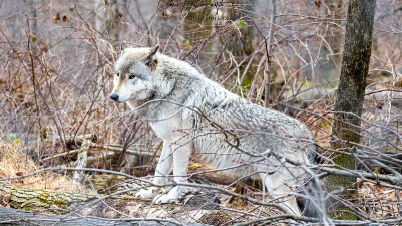 Lakota Wolf Preserve - Columbia, NJ