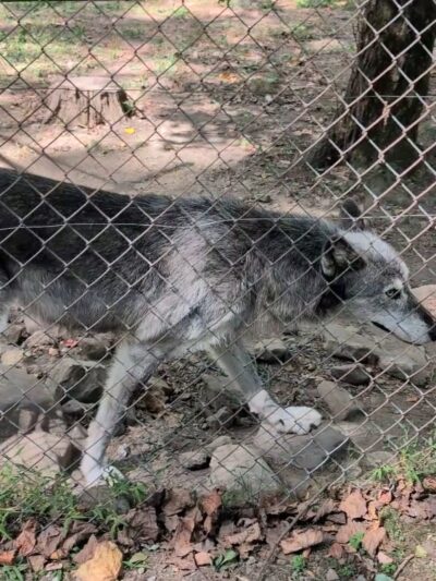Lakota Wolf Preserve - Columbia, NJ