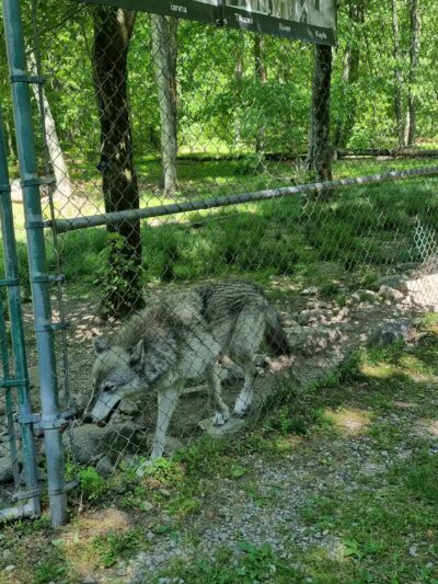 Lakota Wolf Preserve - Columbia, NJ