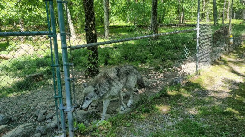 Lakota Wolf Preserve - Columbia, NJ