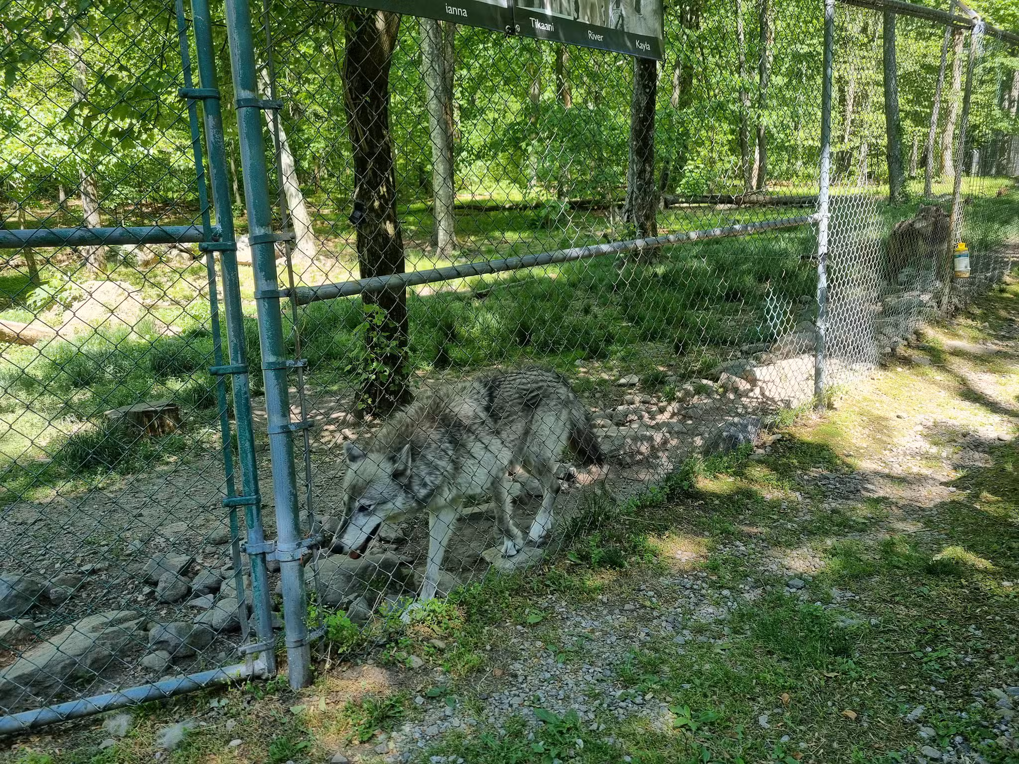 Lakota Wolf Preserve - Columbia, NJ