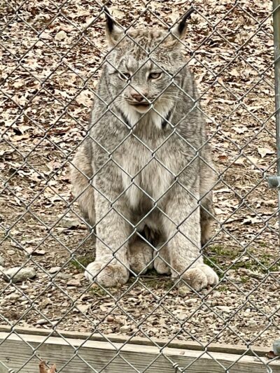 Lakota Wolf Preserve - Columbia, NJ